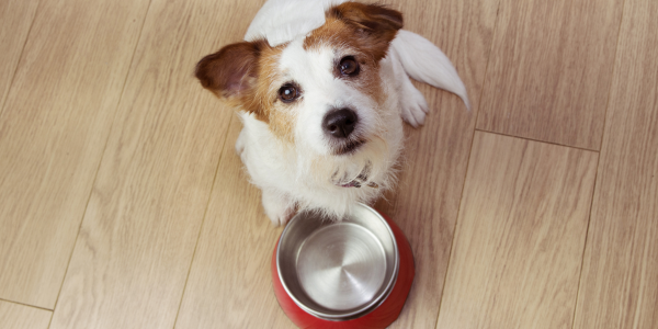 Which fresh dog food? NutriCanine vs. Kabo